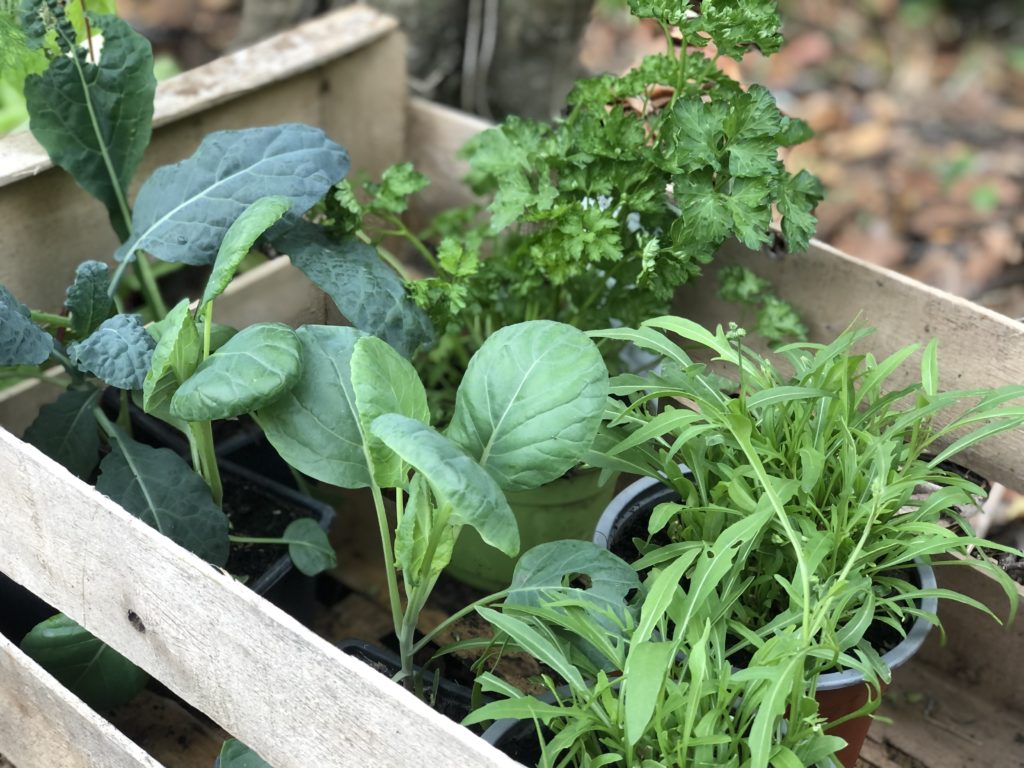 atelier jardinage